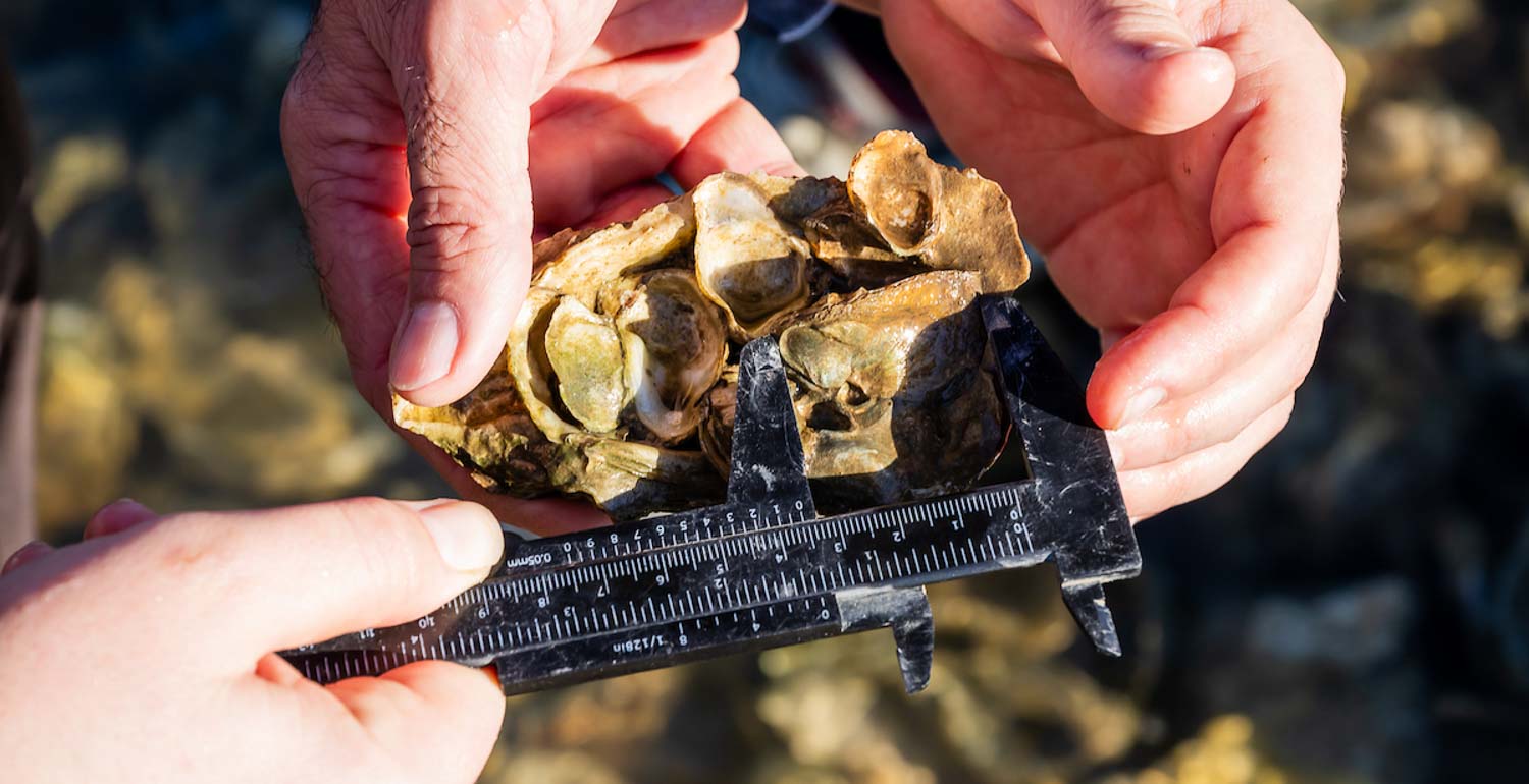 Oyster near Dauphin Island